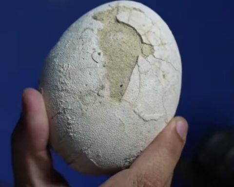 huevo de dinosauro Conicet