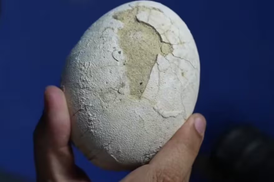 huevo de dinosauro Conicet