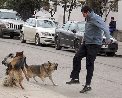 perro atacar persona